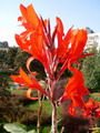 Canna Lily